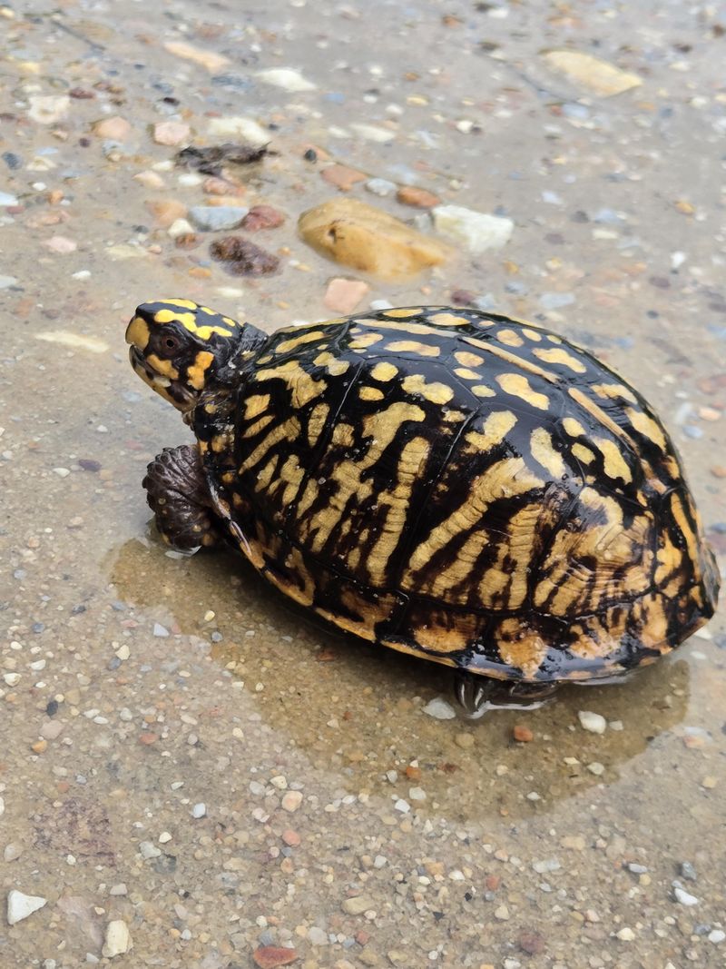 How To Make Your New York Garden More Box Turtle-Friendly