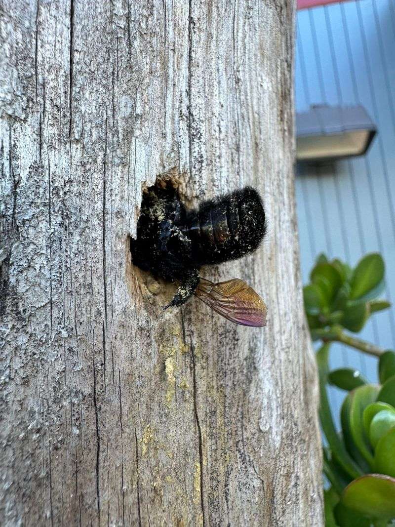 How To Make Your Porch Less Appealing To Carpenter Bees How To Make Your Porch Less Appealing To Carpenter Bees