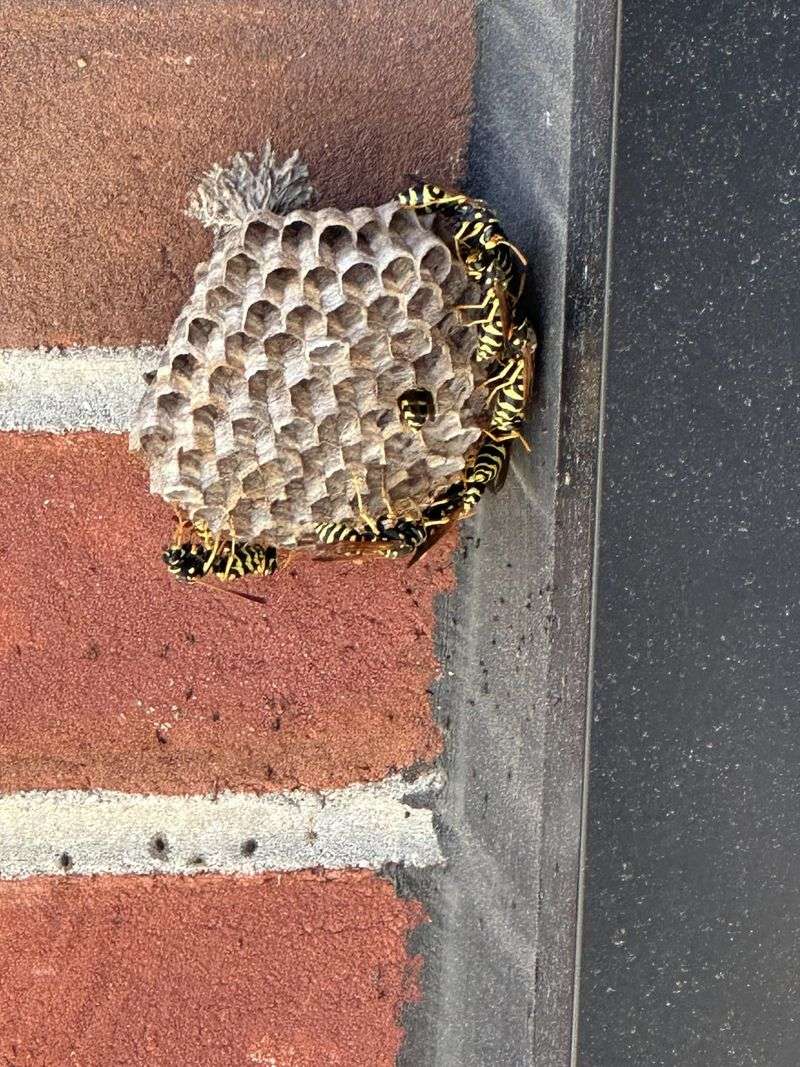 How To Make Your Porch Less Appealing To Nesting Wasps