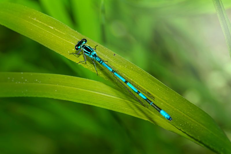 How To Make Your Wisconsin Yard More Welcoming To Dragonflies
