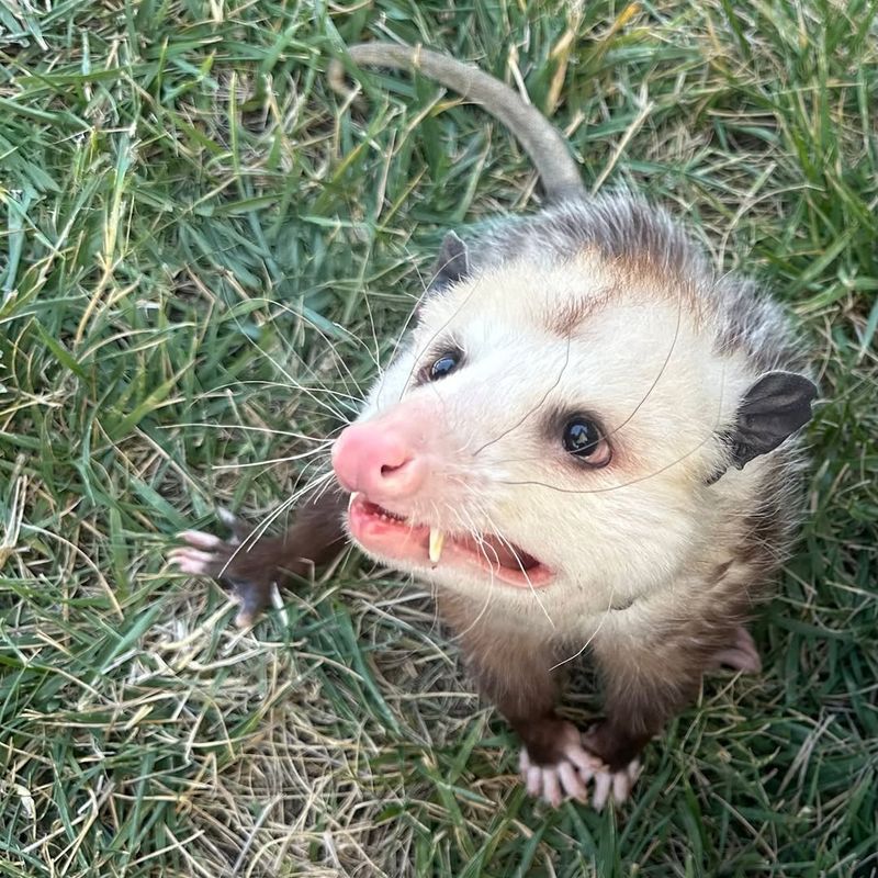 How To Make Your Yard More Opossum Friendly