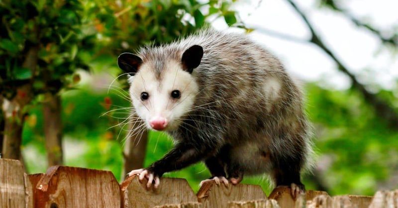 How To Make Your Yard More Welcoming To Opossums