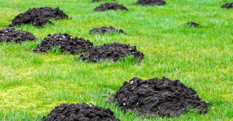 How To Mole-Proof Your Tennessee Lawn The Safe Way