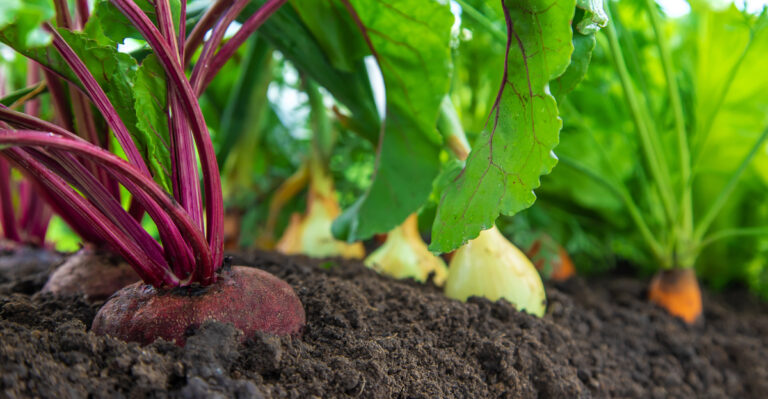 vegetables (featured image)