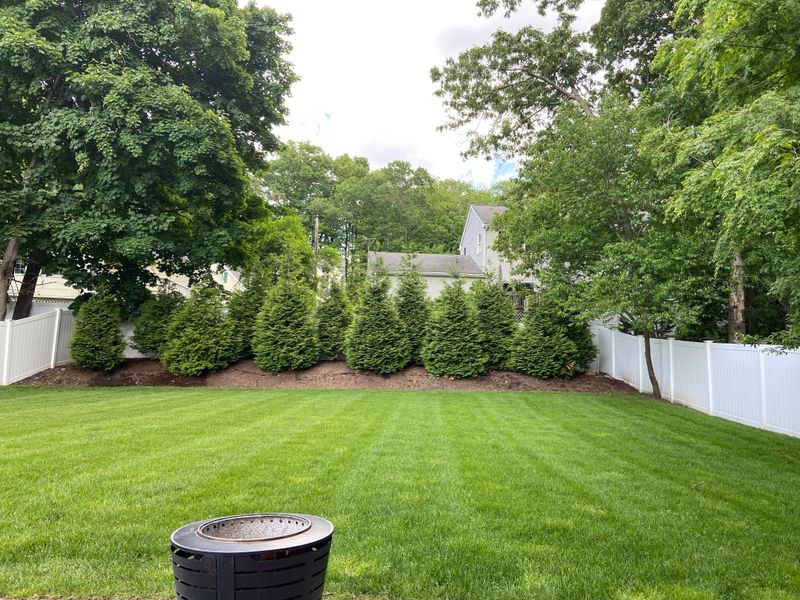 How To Plant Green Giant Arborvitae Along A Fence Line How To Plant Green Giant Arborvitae Along A Fence Line