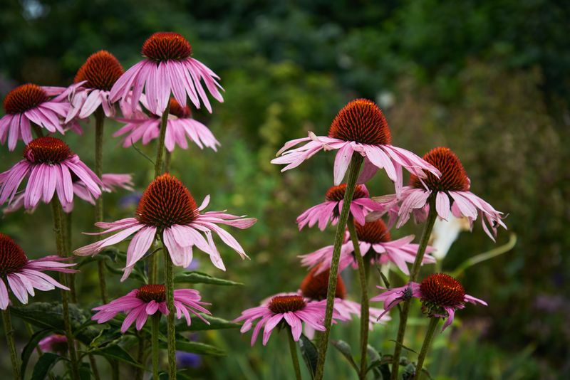 How To Plant It And Where It Looks Best In Your Yard How To Plant It And Where It Looks Best In Your Yard