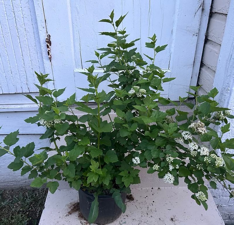 How To Plant Ninebark The Right Way How To Plant Ninebark The Right Way