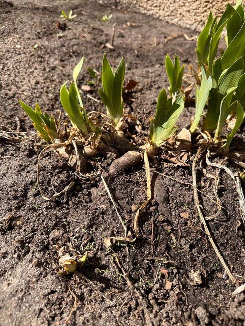 How To Prepare The Soil Before Replanting