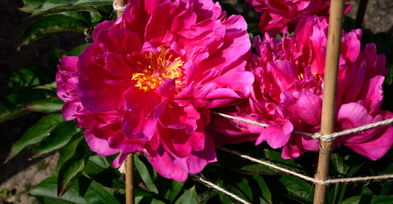 plant (featured image)