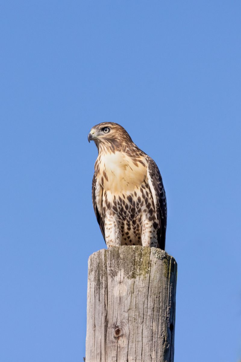 How To Protect Backyard Chickens From Circling Hawks