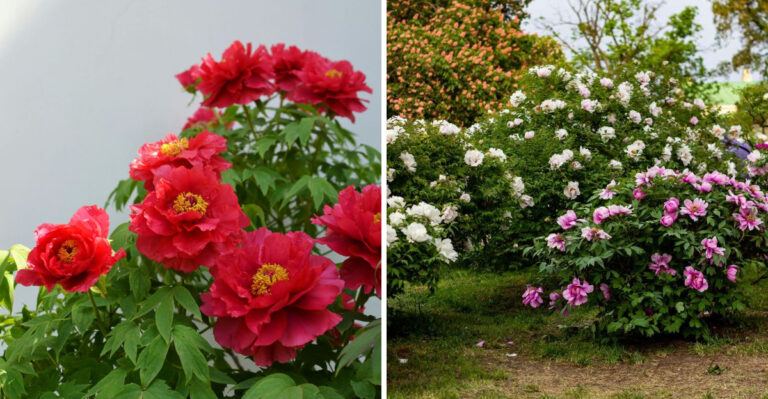 How To Protect Next Year’s Peony Blooms In Your Virginia Garden