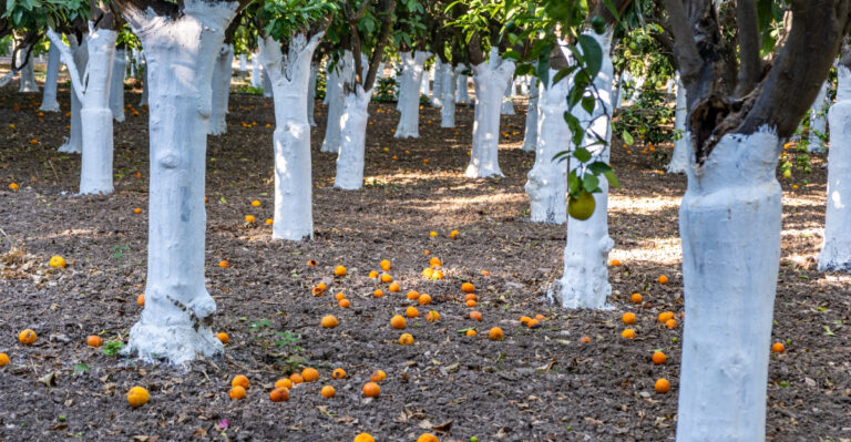 citrus trees (featured image)