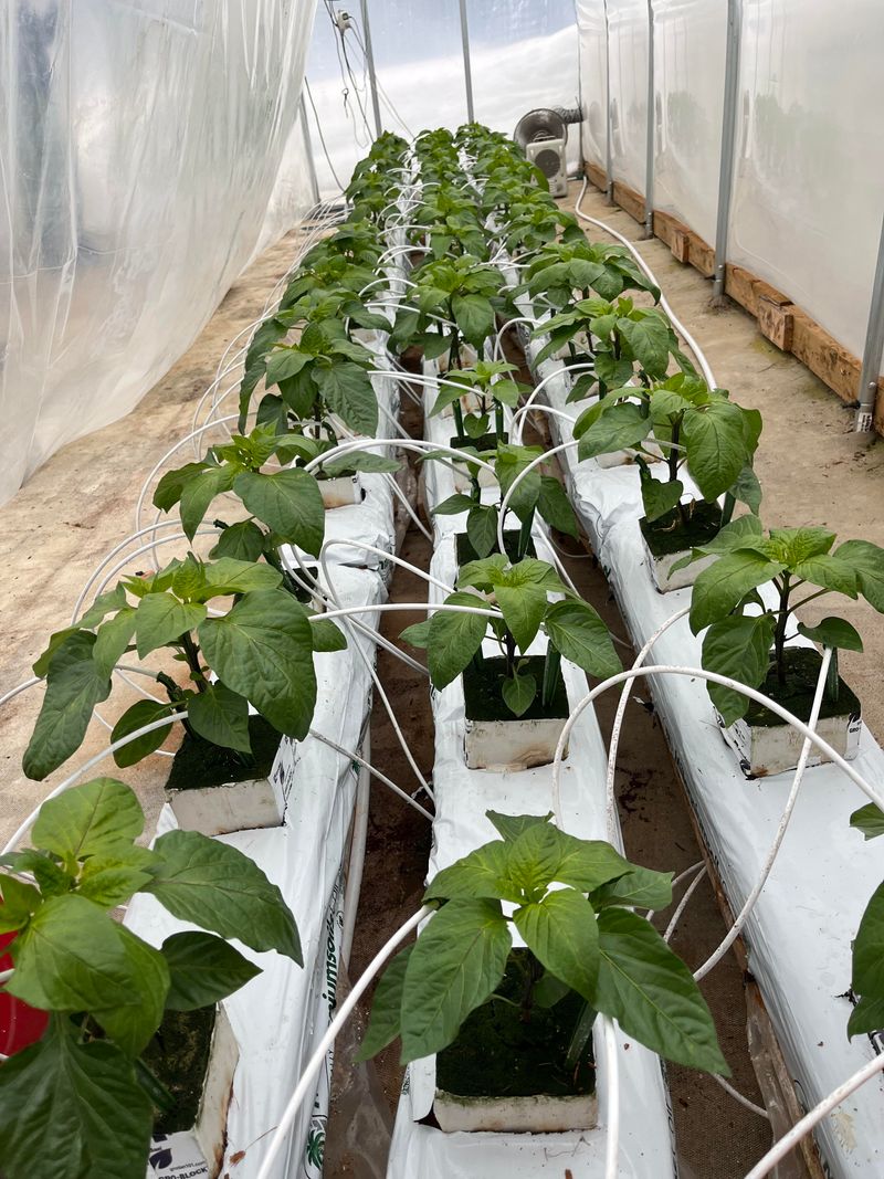 How To Protect Your Plants When Temperatures Drop