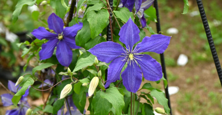 How To Prune Clematis In Oregon Without Accidentally Cutting Off Next Season’s Blooms