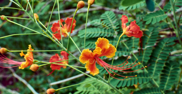 plant (featured image)