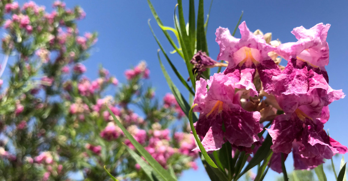 desert willow (featured image)