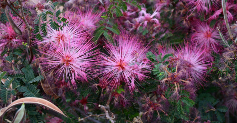 How To Prune Fairy Duster In Arizona In June For More Summer Blooms