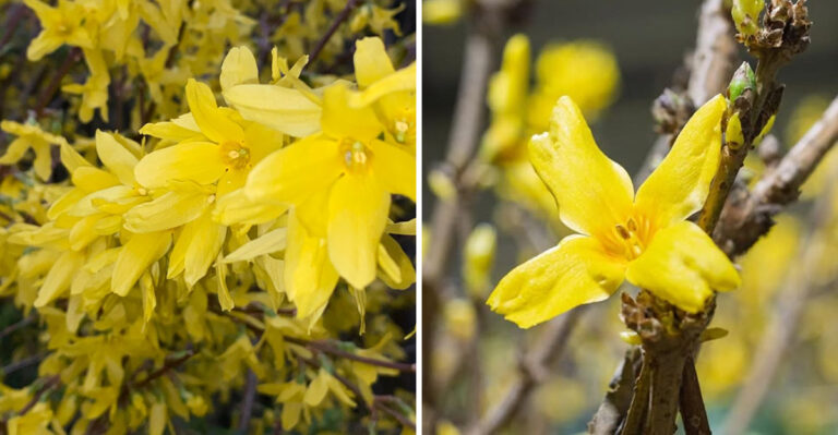 How To Prune Forsythia In Oregon After Bloom For More Flowers Next Year