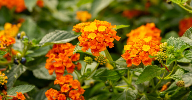 lantana (featured image)