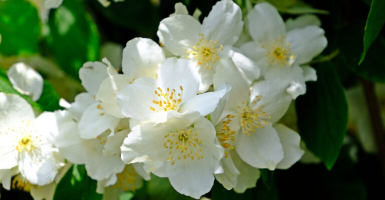 How To Prune Mock Orange In Oregon For More Of That Incredible Fragrance Each Year