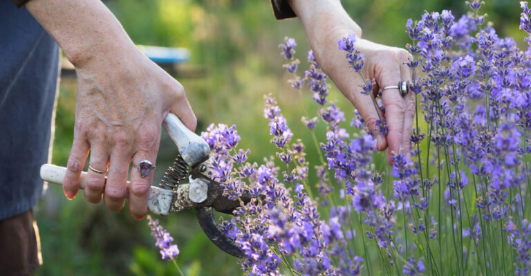 How To Prune Oregon Lavender In Late Spring Without Ruining The Shape