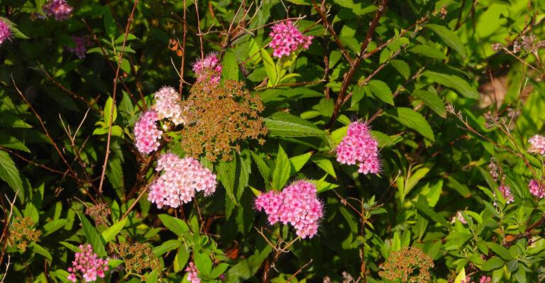 How To Prune Spirea In Oregon Right Now For A Second Flush Of Color This Summer