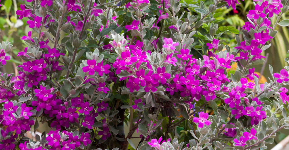 texas sage (featured image)