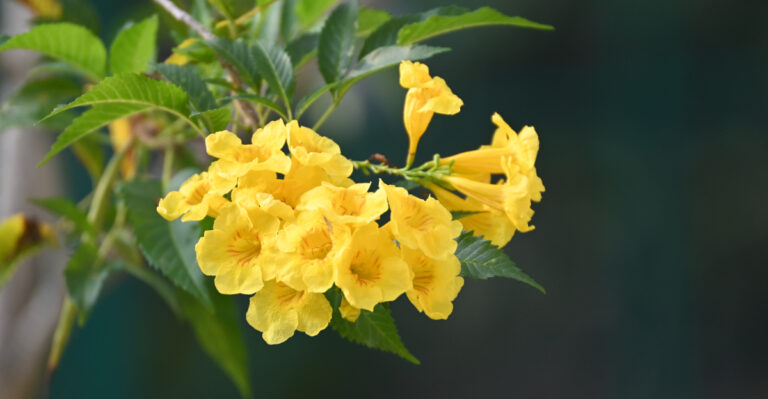 yellow bells (featured image)