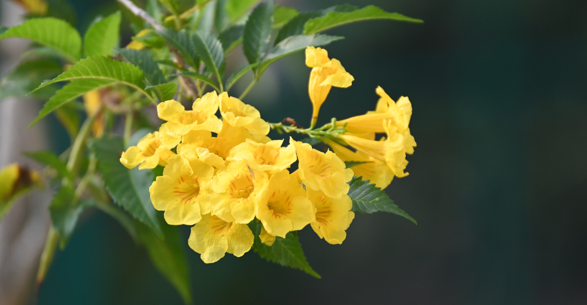 yellow bells (featured image)