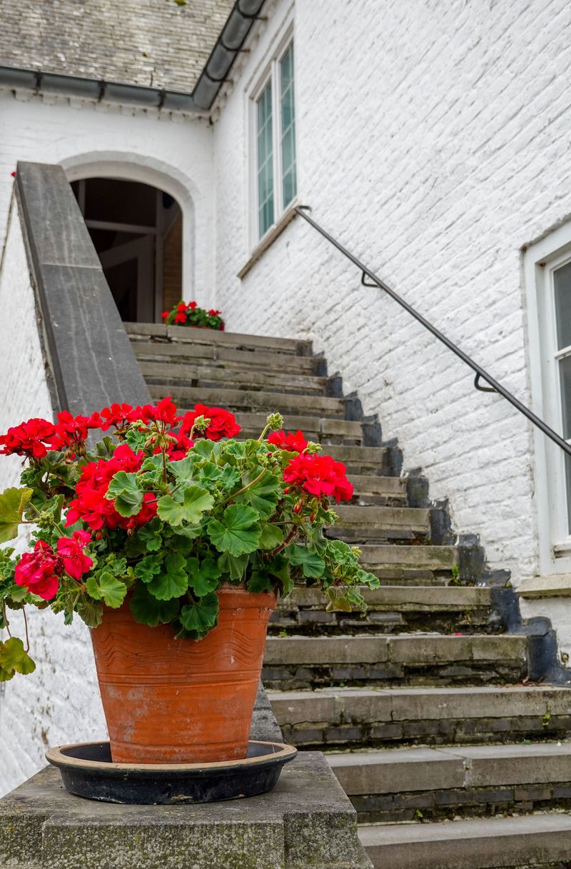 How To Remove Spent Blooms The Right Way