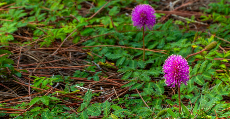 sunshine mimosa