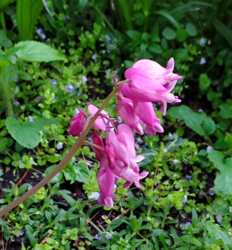 How To Restore Healthy Blooms