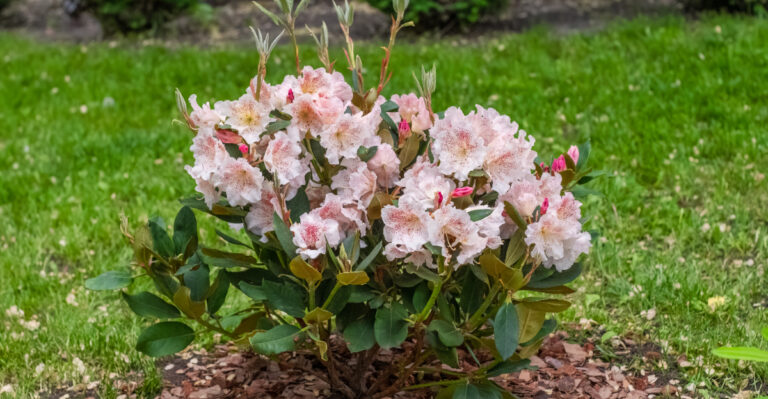 azalea