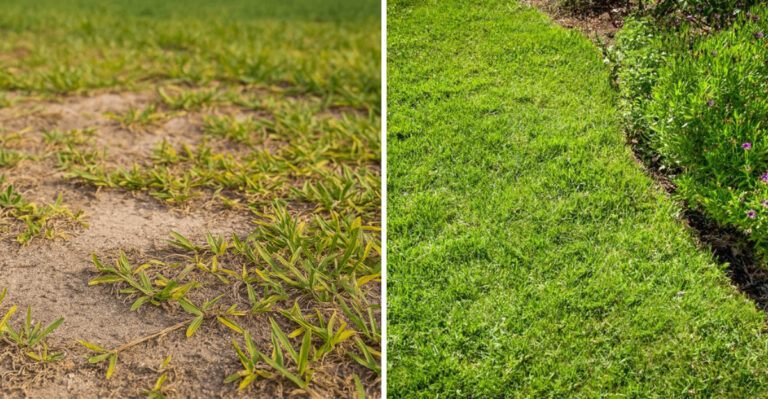 Heat-Damaged St. Augustine Grass