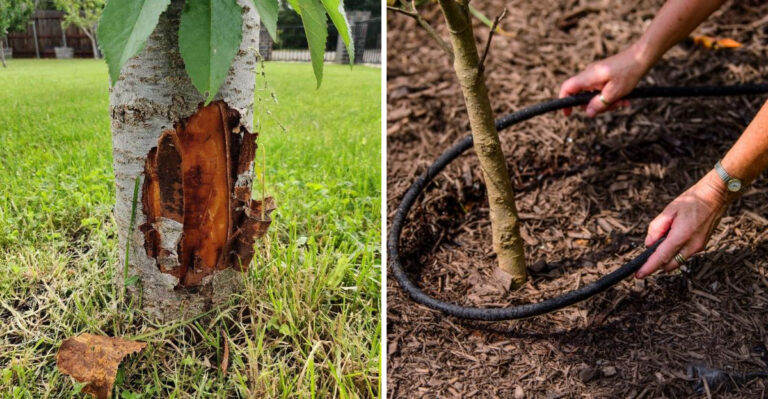 How To Save A California Tree After Lawnmower Or Weed Trimmer Damage