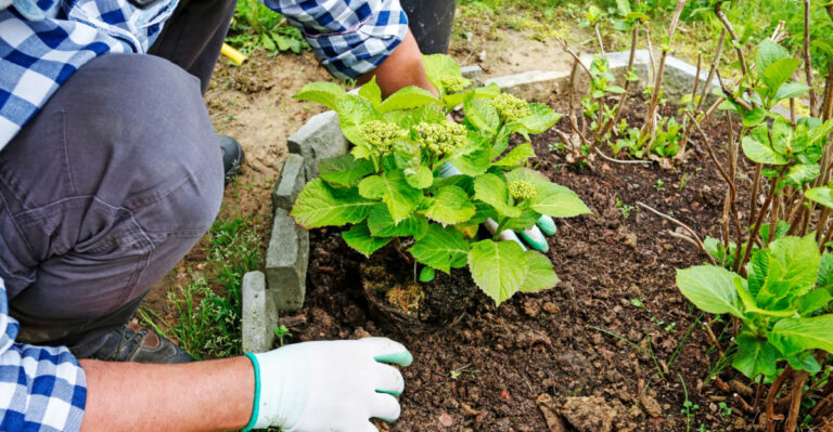 How To Save Newly Planted Ohio Shrubs From June Heat Stress