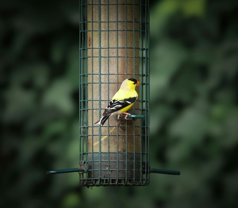 How To Set Up A Yard That Attracts Goldfinches How To Set Up A Yard That Attracts Goldfinches