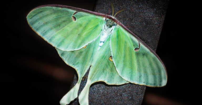 luna moth