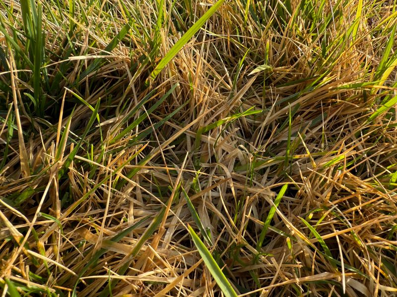How To Set Your Lawn Up For A Strong Fall Recovery How To Set Your Lawn Up For A Strong Fall Recovery
