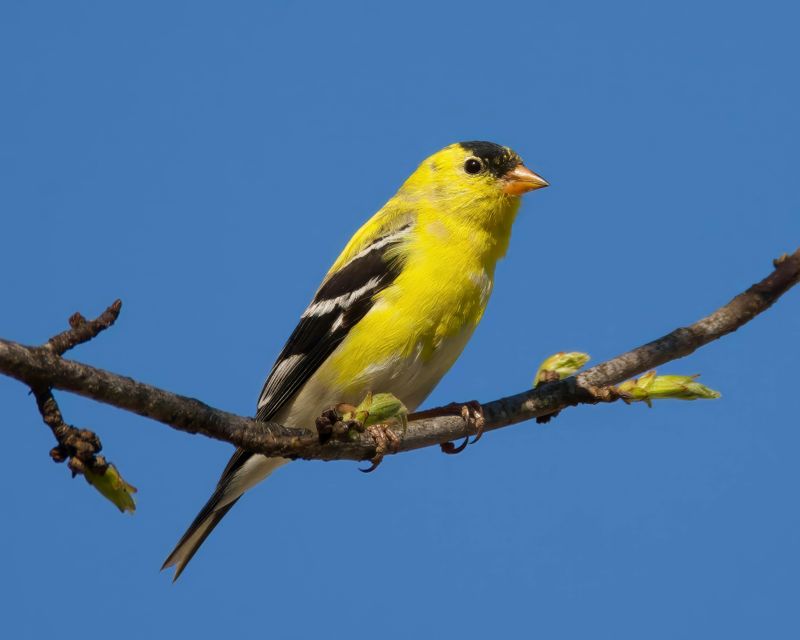 How To Spot A Goldfinch And Tell It Apart From Other Birds How To Spot A Goldfinch And Tell It Apart From Other Birds