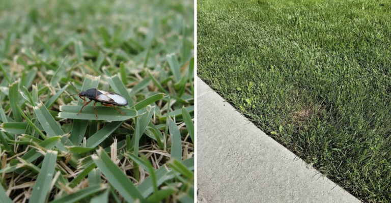 How To Spot And Manage Chinch Bugs Before They Ruin Your Georgia Lawn