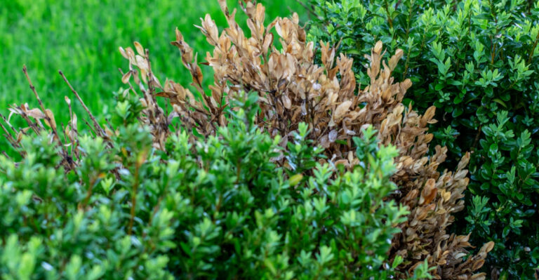 How To Spot Boxwood Blight In Kentucky And Stop It Before It Spreads