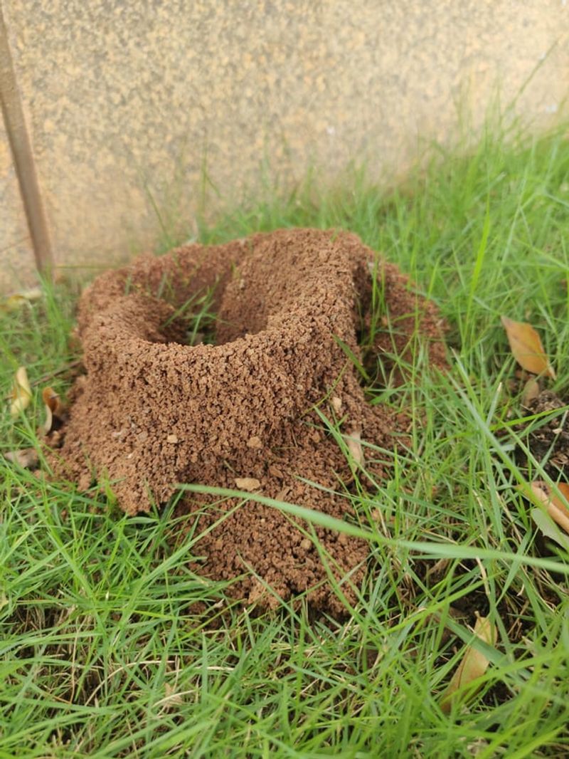 How To Spot Fire Ant Mounds Around Your Yard How To Spot Fire Ant Mounds Around Your Yard