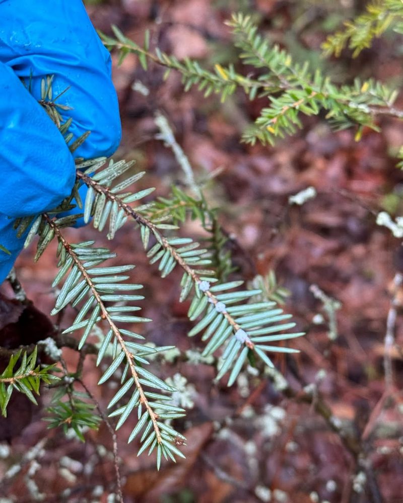 How To Spot Hemlock Woolly Adelgid