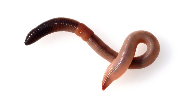 How To Spot The Invasive Jumping Worm In Your Tennessee Garden