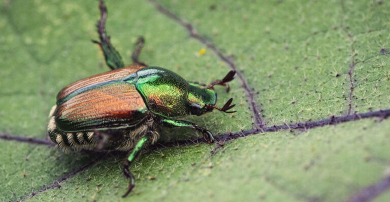 How To Stop Japanese Beetles From Overrunning Your Maryland Yard This Summer