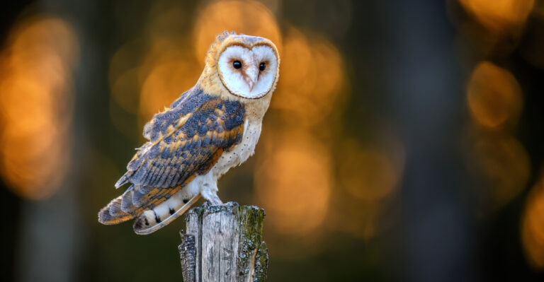 How To Support California Barn Owls That Naturally Control Garden Rodents
