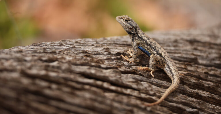 How To Support California Fence Lizards That Help Reduce Lyme Disease Risk In Your Yard