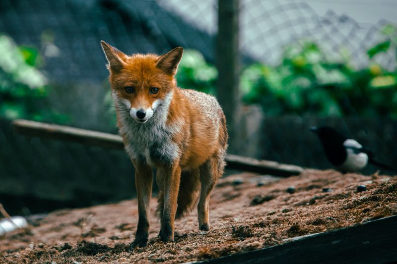 How To Tell If A Fox Has Made Your Yard A Regular Stop