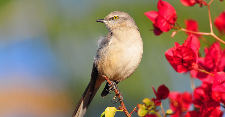 How To Tell If A Mockingbird Has Claimed Your California Yard For The Season
